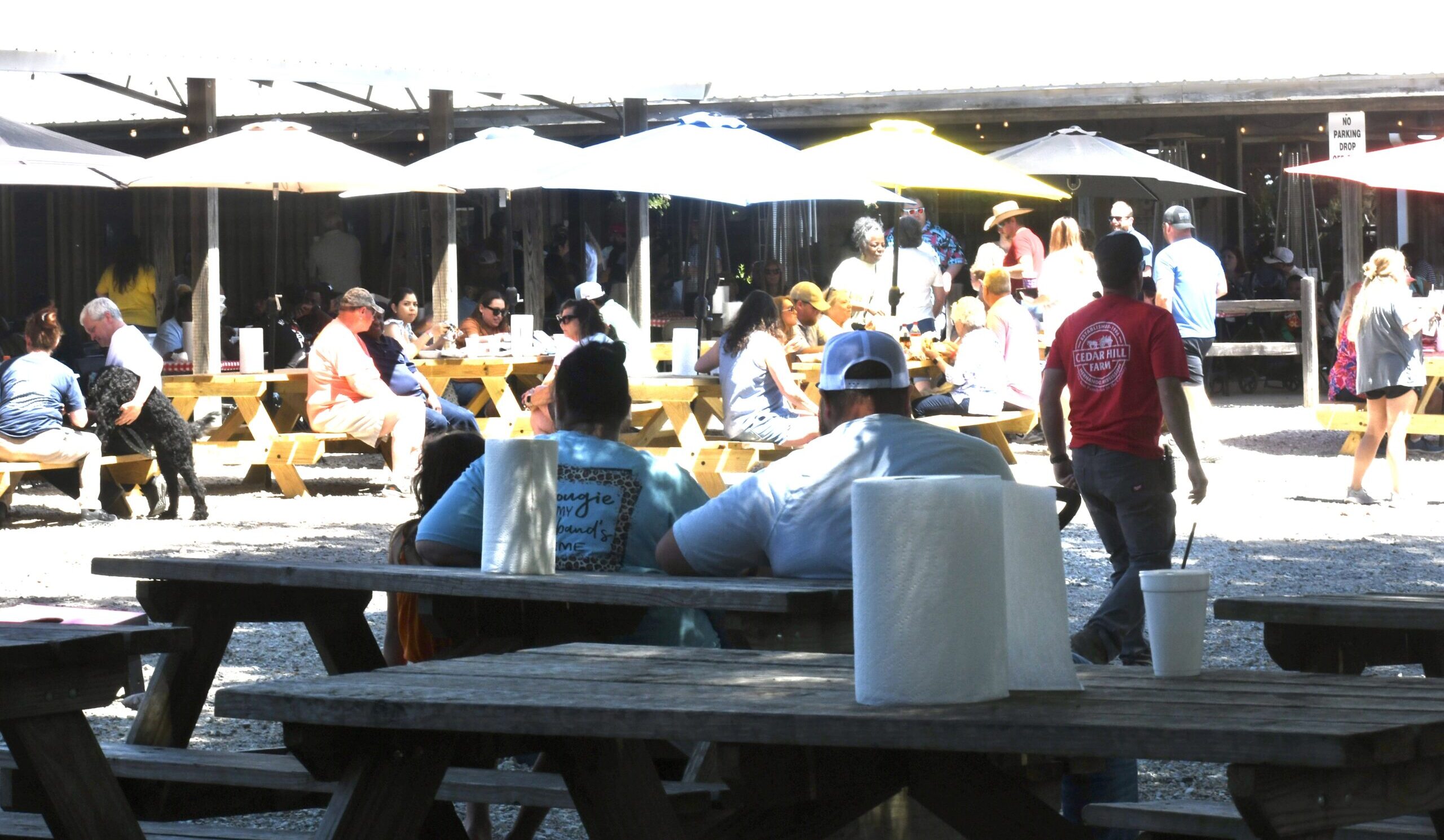 Family picnic with farm activities and fun