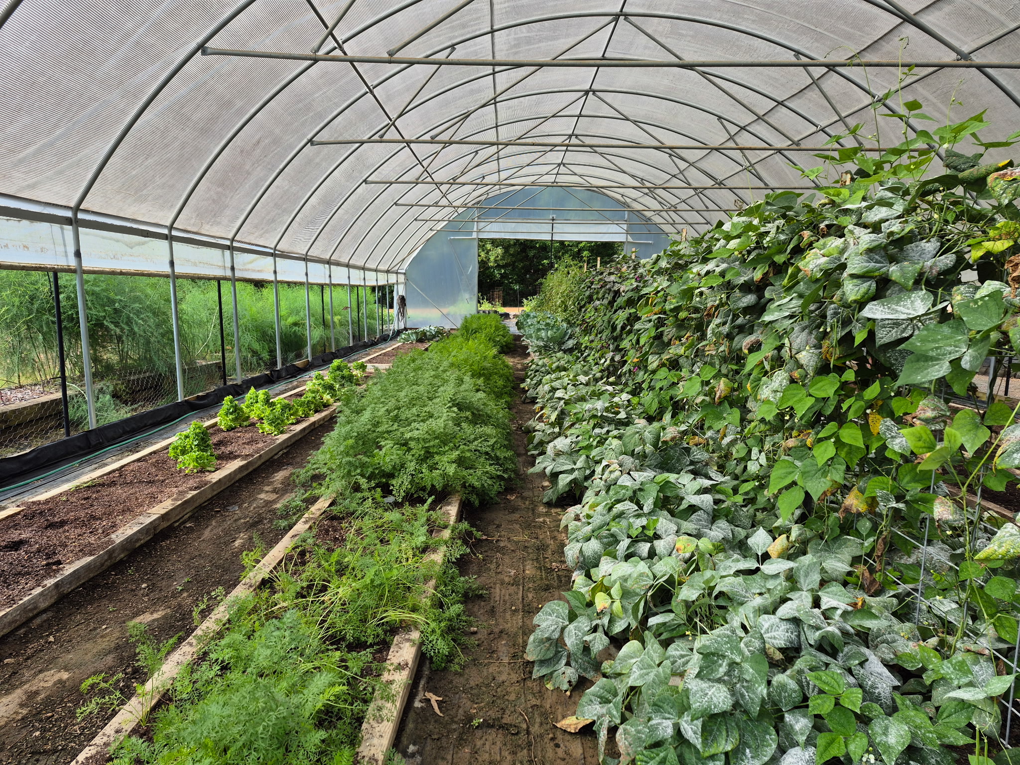 Educational greenhouse tour with plants and learning