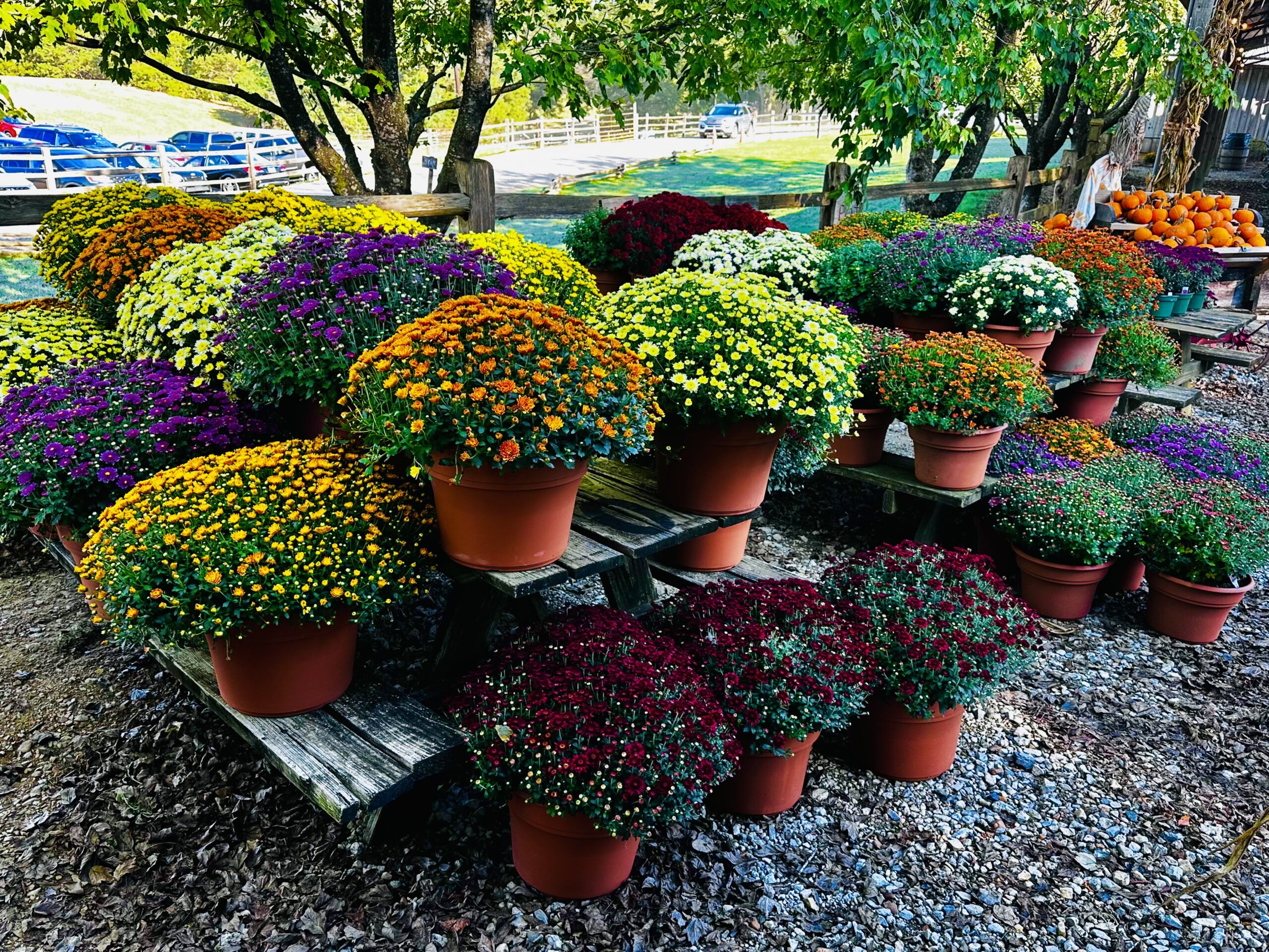 Beautiful mums and straw bales for fall decorating