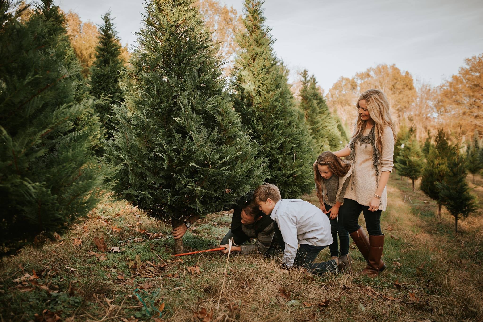 Family cutting down their fresh Christmas tree in the field