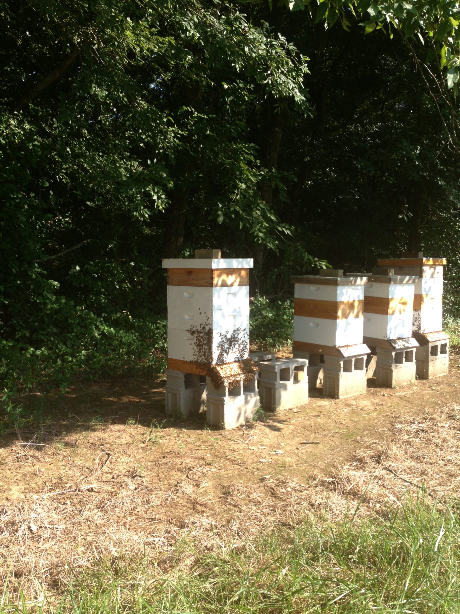 Bees working in hives on the farm for local honey production