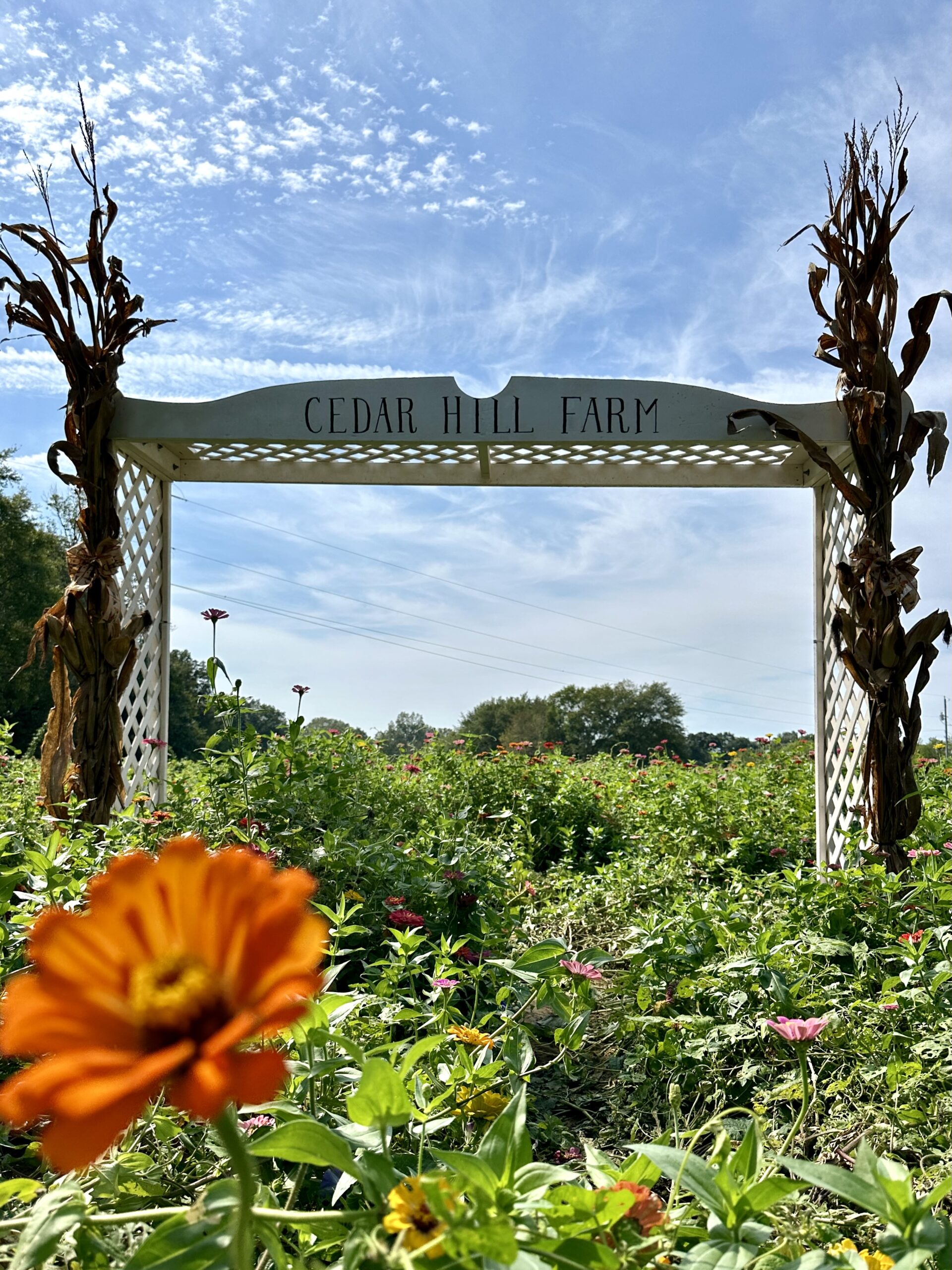 Sunset photos in the zinnia fields