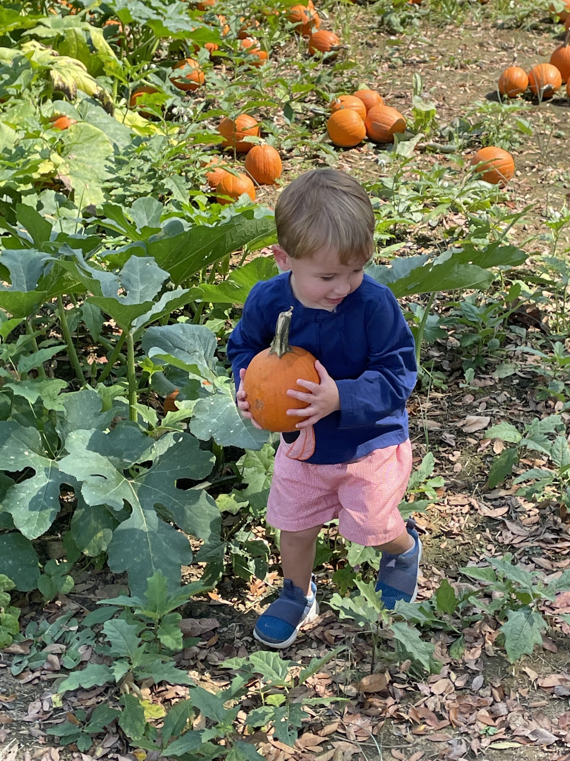 Kids holding freshly picked pumpkins during field trip