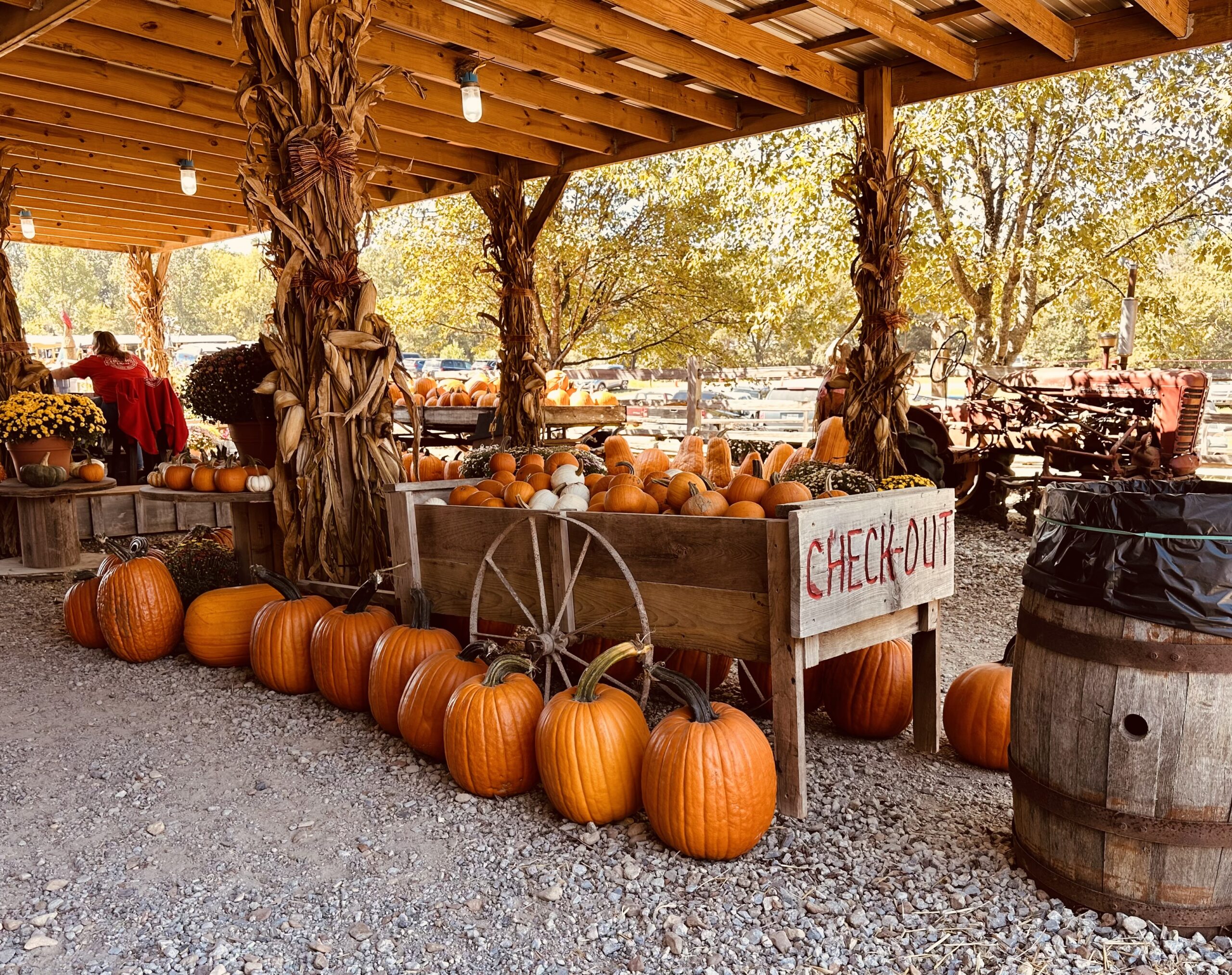 Variety of pumpkins and gourds at the Cedar Hill Farm stand
