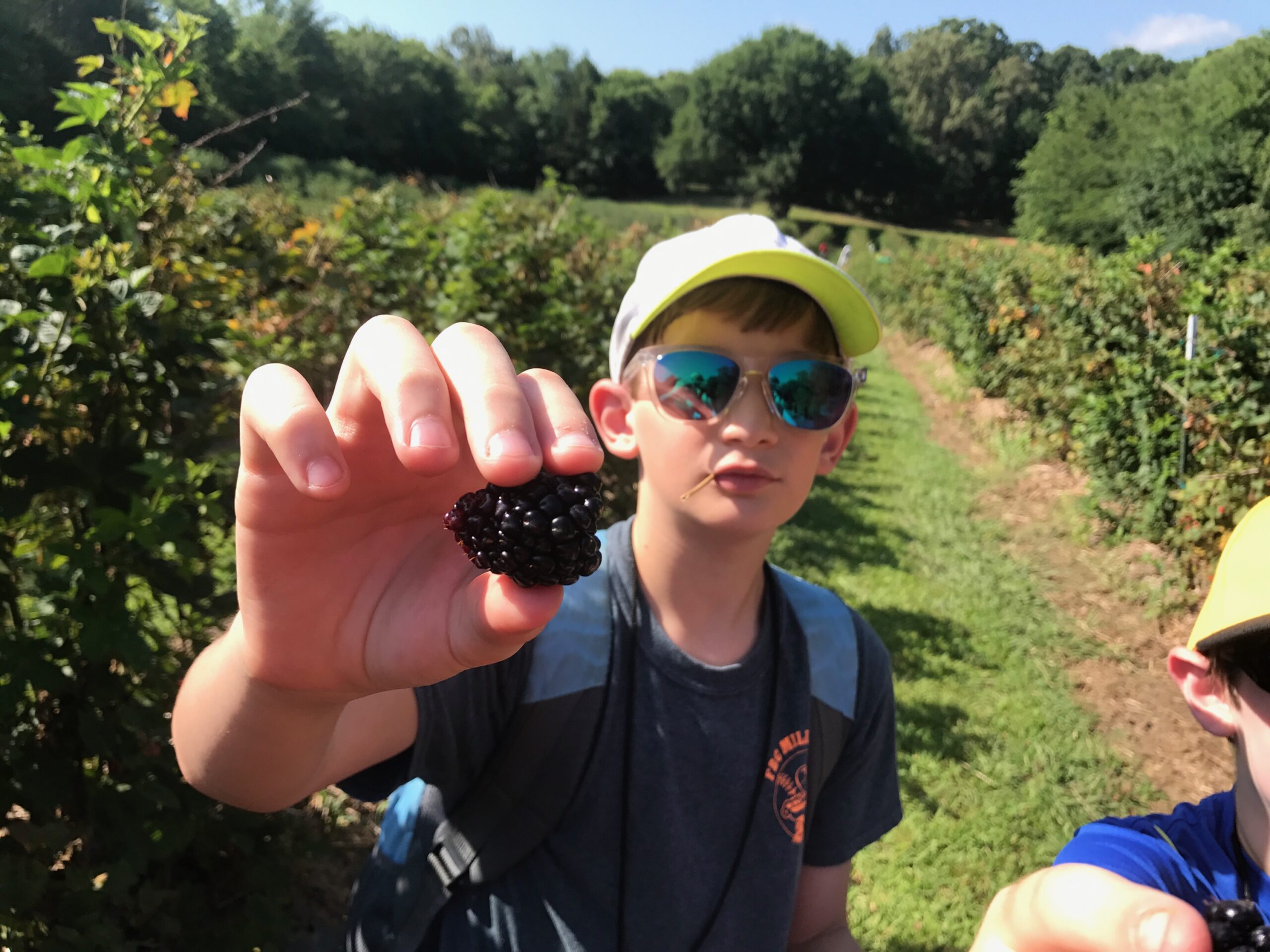 Campers picking fresh berries on the farm