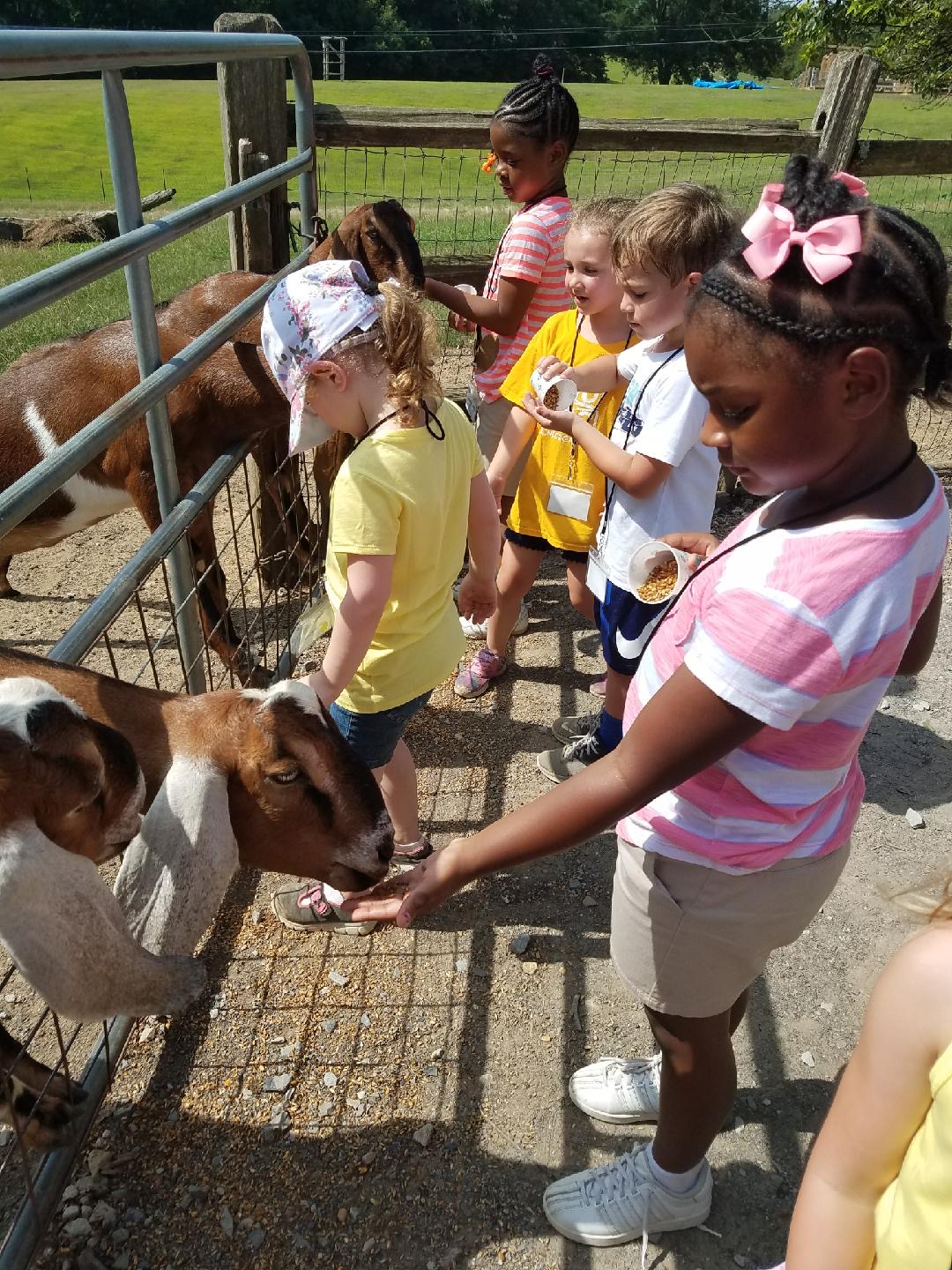 Petting zoo and pony rides